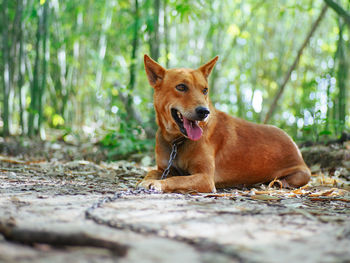 Close-up of dog