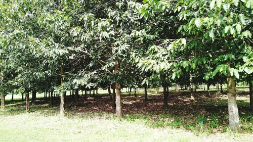 Trees growing in field