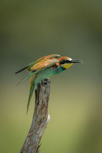 European bee-eater on tree stump fluttering wings