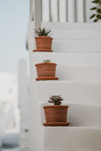 Potted plant on steps
