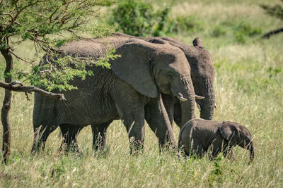 African bush elephants and calf cross grassland