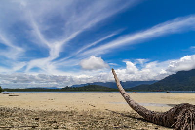 Driftwood on beach against sky