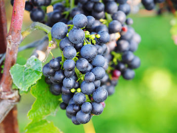 Close-up of red grapes at a vine