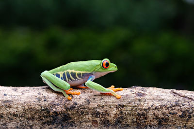 Close up, a frog is walking on a tree branch
