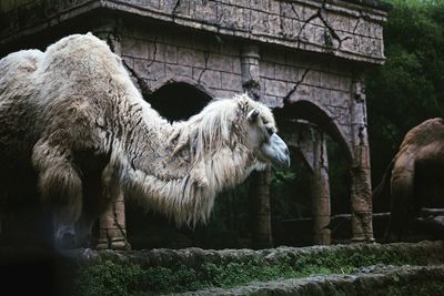 Close-up of a horse