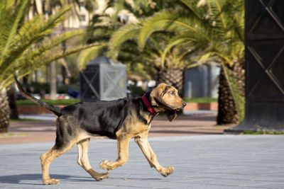 Dog sticking out tongue outdoors