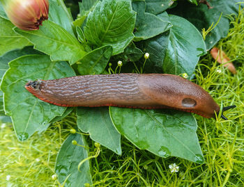 Close-up of a lizard on plant