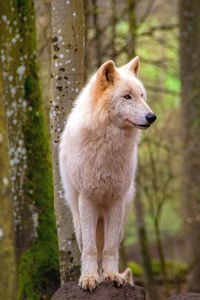View of a wolf looking away