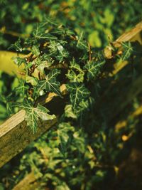 Close-up of insect on plant