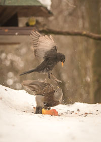 Common blackbirds on snow covered field