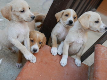 Close-up of puppy sitting outdoors