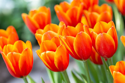 Close-up of orange tulips