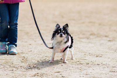 Low section of man with dog standing on floor