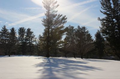 Trees on snow covered land against sky