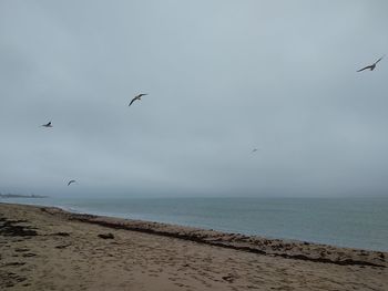 Seagulls flying over beach against sky