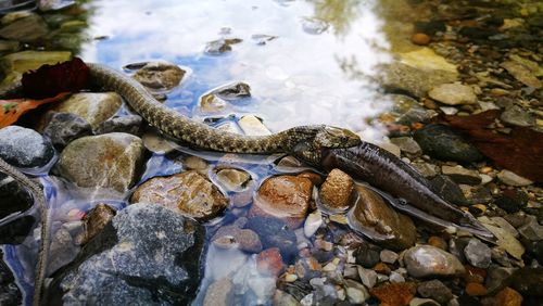 Close-up of turtle on rock by lake