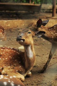 Close-up of deer in zoo