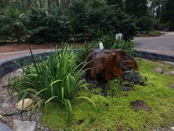 View of tree in forest
