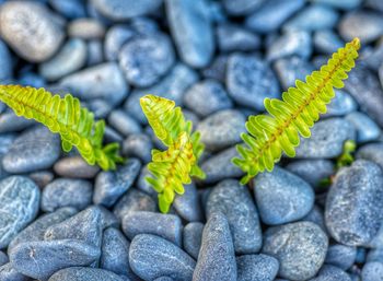 Close-up of plant