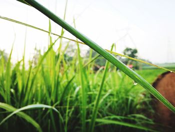 Close-up of dew drops on grass