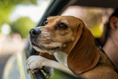 Close-up of dog looking away