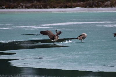 Birds perching on a lake