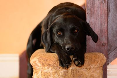 Close-up of black dog