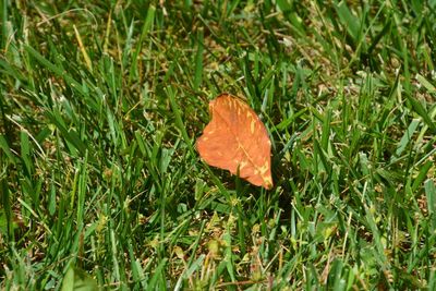 Close-up of autumn leaf on grass