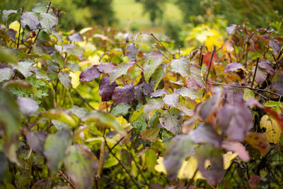 Close-up of dry leaves on field