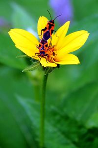 Close-up of insect on yellow flower