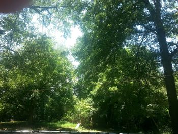 Low angle view of trees in forest