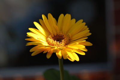 Close-up of yellow flower