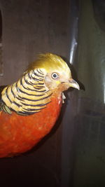 Close-up of an animal