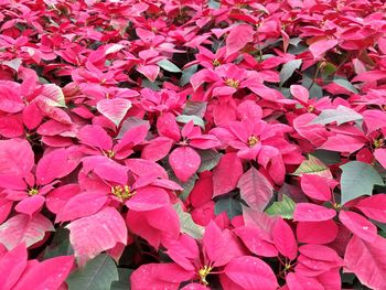 Full frame shot of pink flowering plants