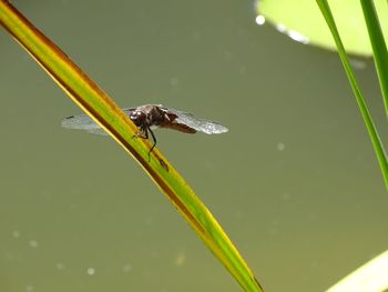 Close-up of insect on leaf against blurred background