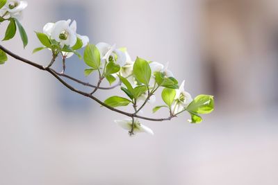 Close-up of white flowering plant