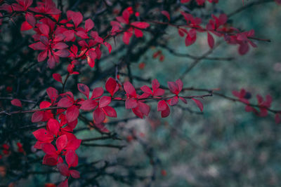 Close-up of red flowering plant