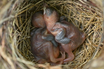 High angle view of bird in nest