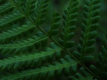 Close-up of green leaves on tree