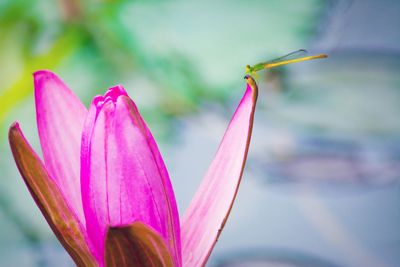 Damselfly perching on pink flower petal