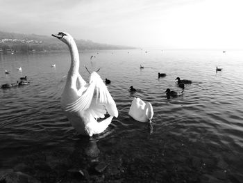 Swans swimming in lake against sky