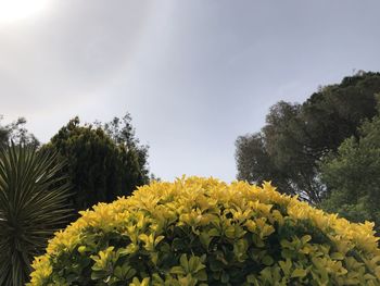 Close-up of yellow flowering plant against sky