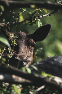 Close-up of deer