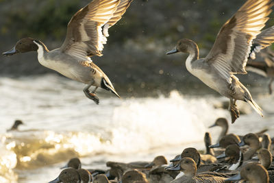 Flock of birds flying over lake