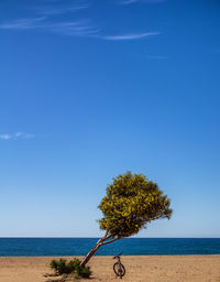 Tree by sea against blue sky