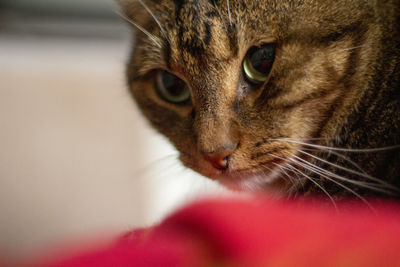 Close-up portrait of a cat