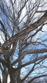 Low angle view of bare tree against sky