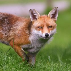 Portrait of a rabbit on field