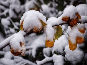 Close-up of frozen tree during winter