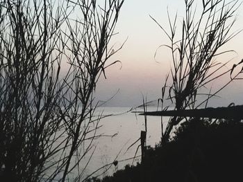 Silhouette bare tree by lake against sky during sunset